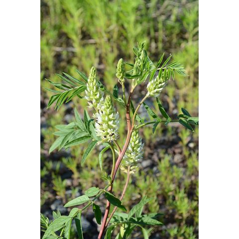 Glycyrrhiza lepidota