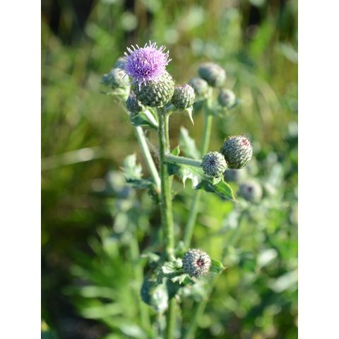 Cirsium arvense
