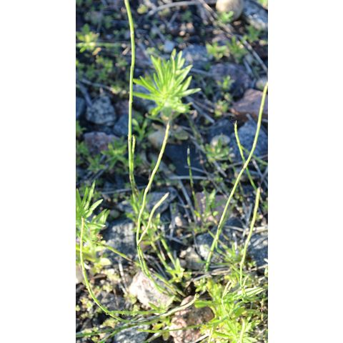 Equisetum laevigatum