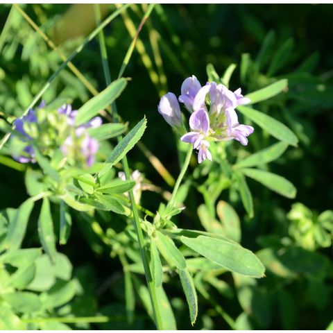 Medicago sativa