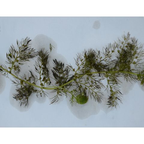 Utricularia macrorhiza