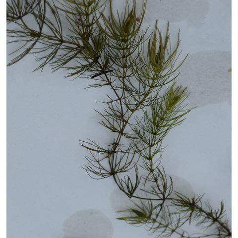 Ceratophyllum demersum
