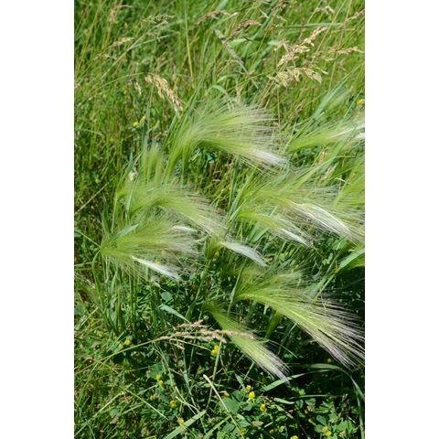 Hordeum jubatum