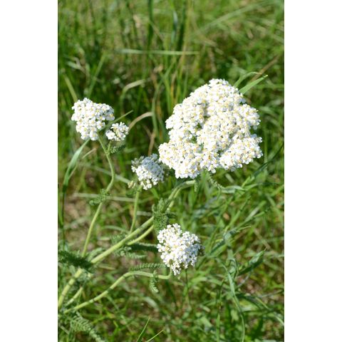 Achillea millefolium