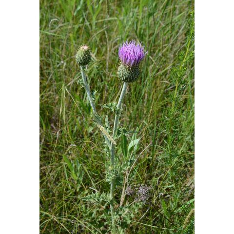 Cirsium undulatum