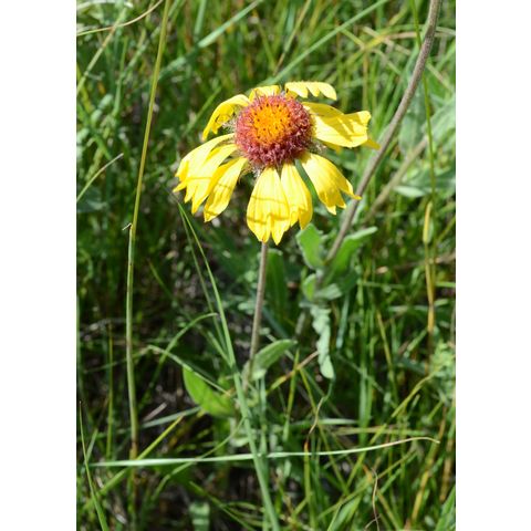 Gaillardia aristata