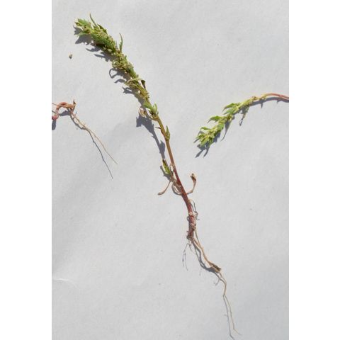 Monolepis nuttalliana