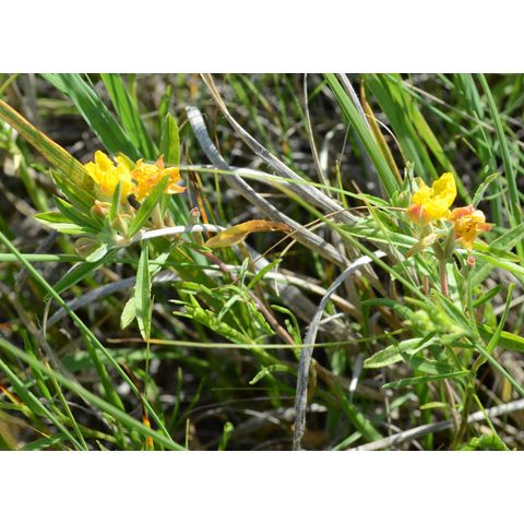 Calylophus serrulatus