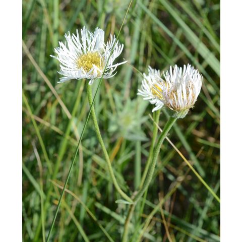 Erigeron glabellus