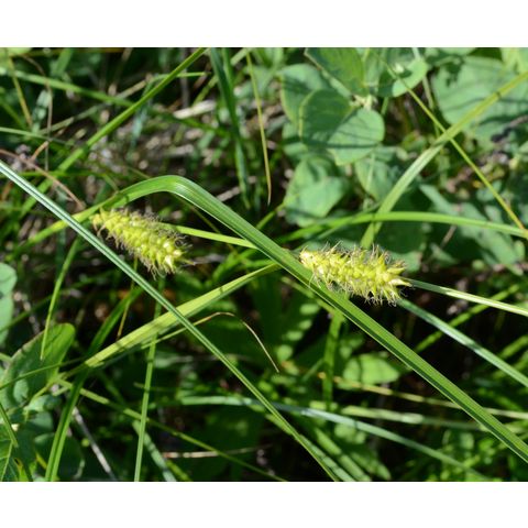 Carex atherodes
