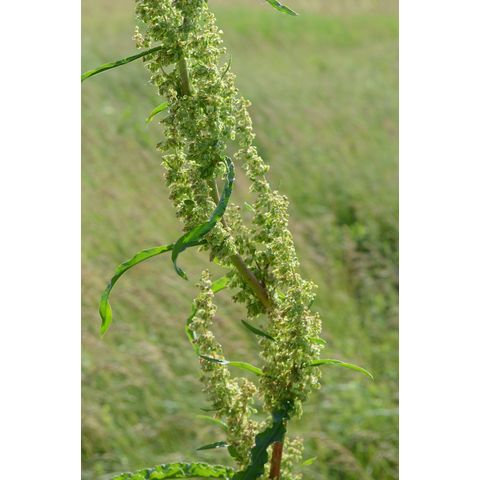 Rumex longifolius