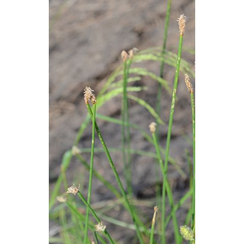 Eleocharis palustris