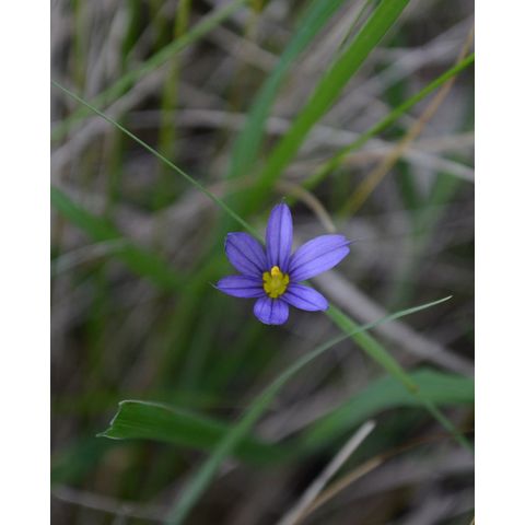 Sisyrinchium montanum
