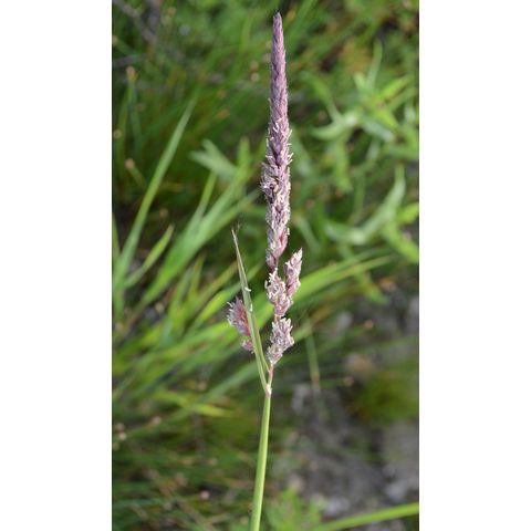 Phalaris arundinacea
