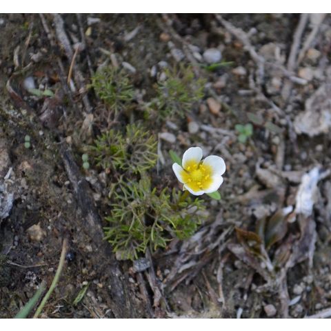 Ranunculus aquatilis