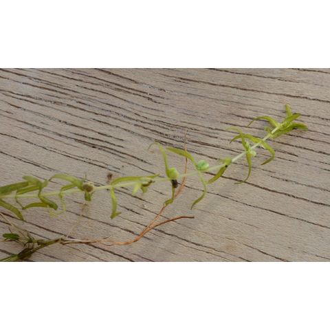 Callitriche hermaphroditica