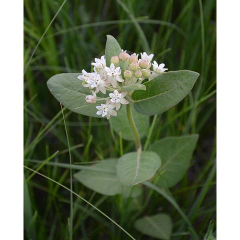 Asclepias ovalifolia