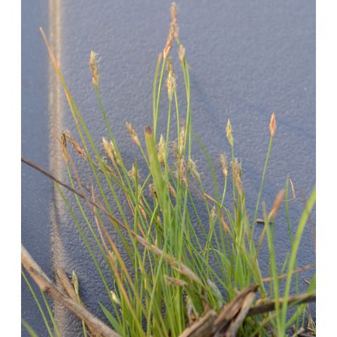 Eleocharis acicularis