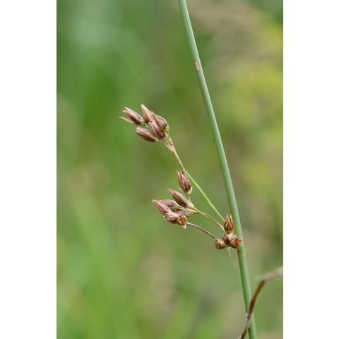 Juncus arcticus
