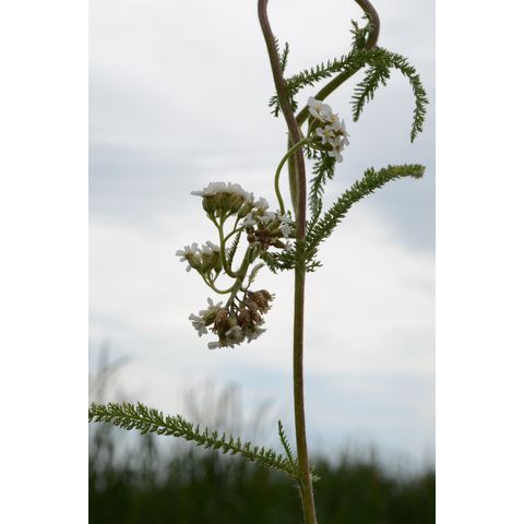 Achillea millefolium