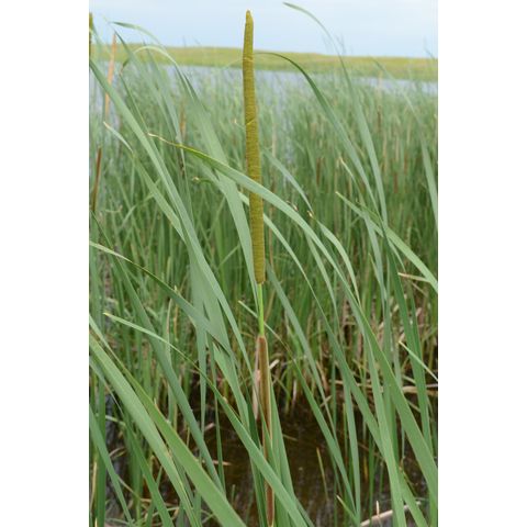 Typha angustifolia