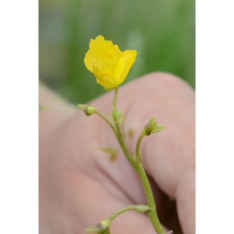 Utricularia macrorhiza