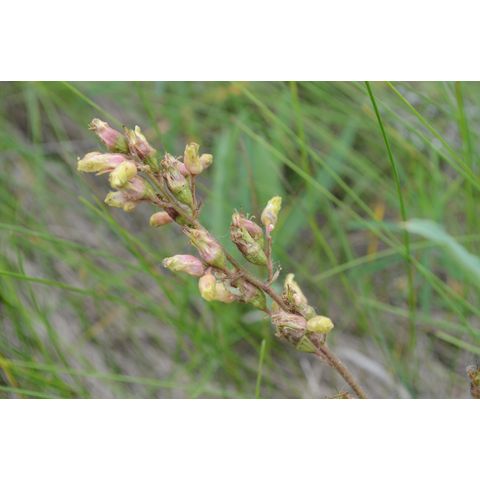 Heuchera richardsonii