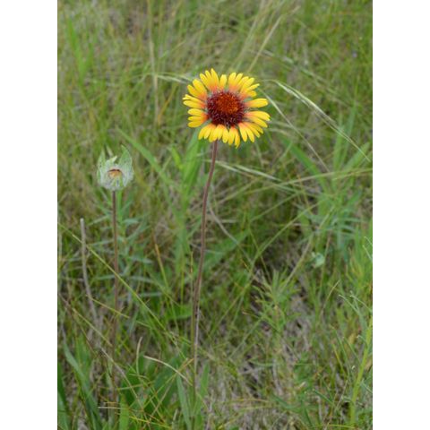 Gaillardia aristata