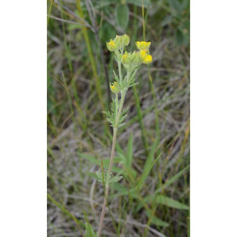 Potentilla pensylvanica