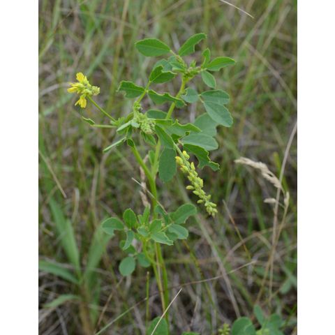 Melilotus officinalis