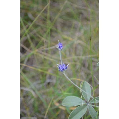 Pediomelum argophyllum