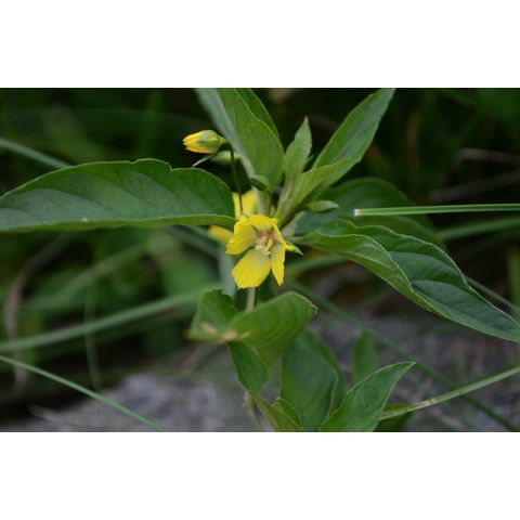 Lysimachia ciliata