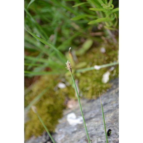 Eleocharis erythropoda
