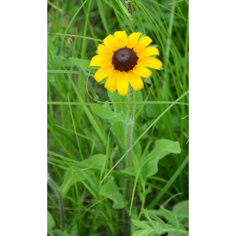 Rudbeckia hirta