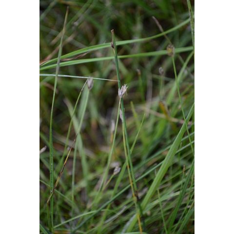 Eleocharis rostellata