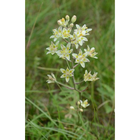 Zigadenus elegans
