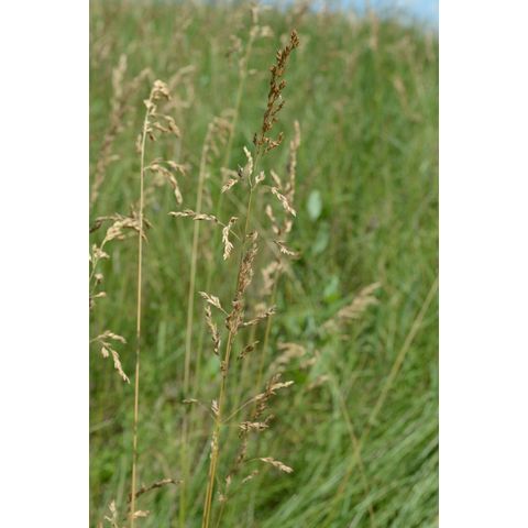 Poa pratensis