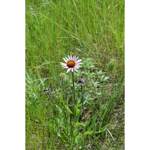 Echinacea angustifolia