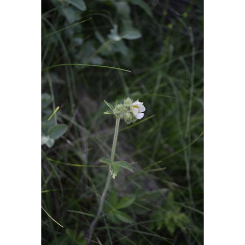 Potentilla arguta