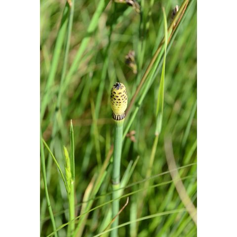Equisetum laevigatum