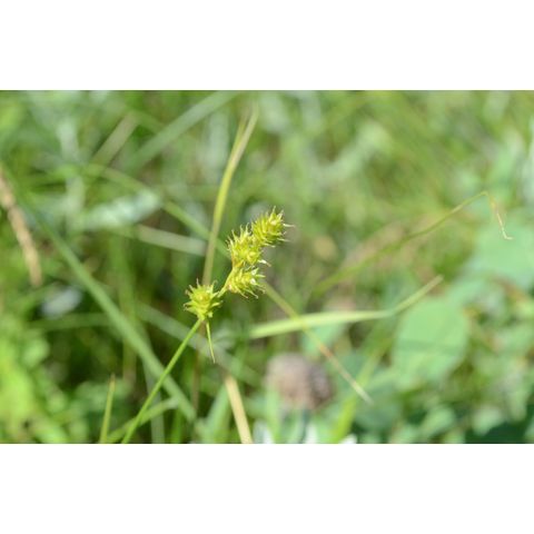 Carex brevior