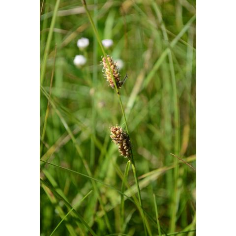 Carex pellita