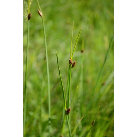 Schoenoplectus pungens