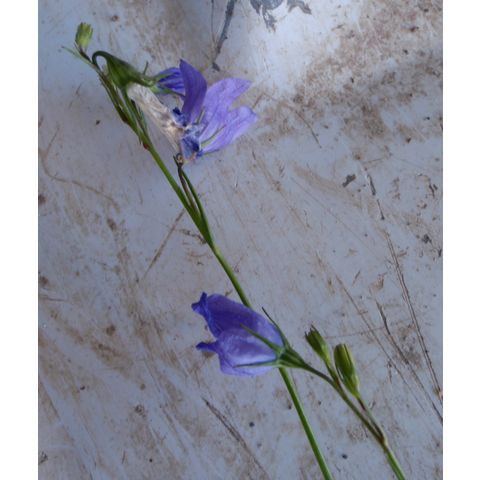 Campanula rotundifolia