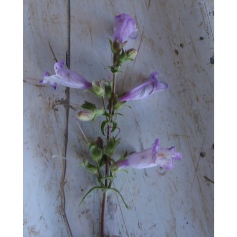 Penstemon eriantherus