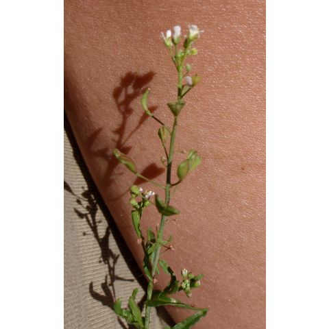 Capsella bursa-pastoris