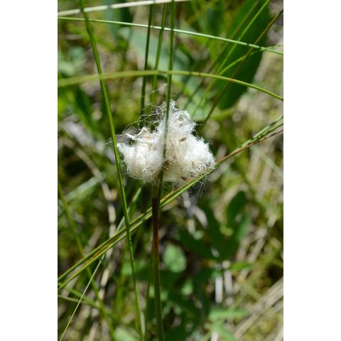 Eriophorum chamissonis