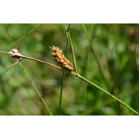Carex lasiocarpa