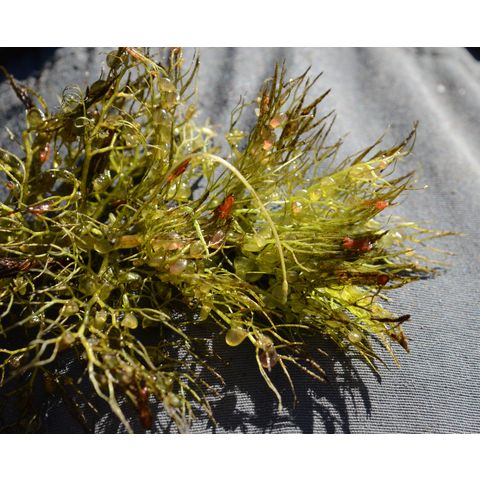 Utricularia macrorhiza