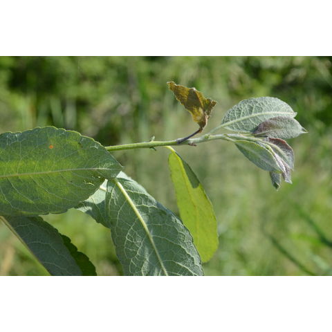 Salix bebbiana
